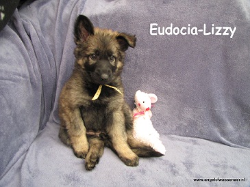Eudocia-Lizzy, grauwe ODH teef van 7 weken